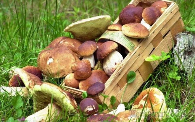 Картинки по запросу Как вырастить лесные грибы на даче?