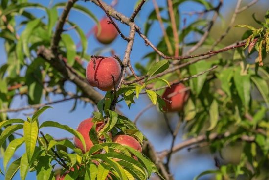 Как ухаживать за персиком осенью: подготовка персика к зиме