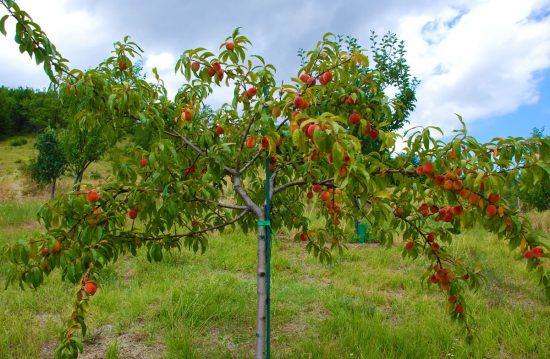 Как выглядит и где растет персик в России