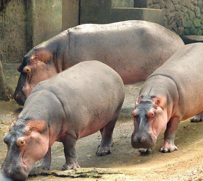 tres-hippopotami-que-vaga-en-el-parque-zoológico-parque-zoológico-de-trivandrum-82857148 (700x623, 83Kb)