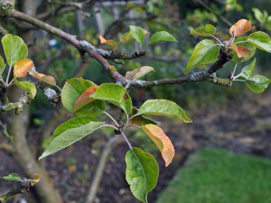Яблоня не сбрасывает листья на зиму: причины, что делать