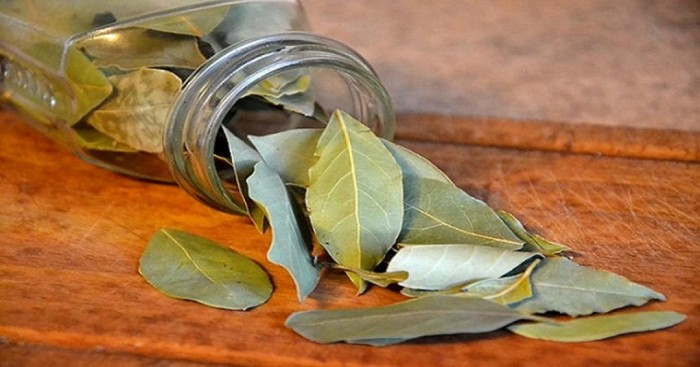 Пахучий лавровый лист поможет избавиться от тараканов в доме. /Фото: cdn1.dailyhealthpost.com