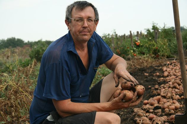 Реально ли вырастить тонну картофеля с сотки?