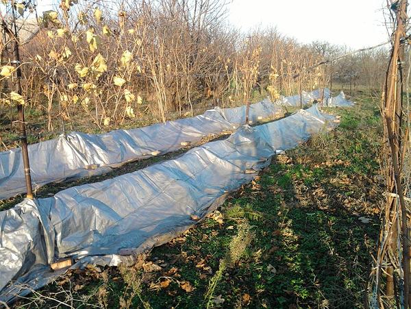 Как укрывать виноград на зиму в Ленинградской области