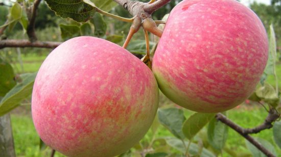 Правила и сроки посадки яблонь осенью на Урале