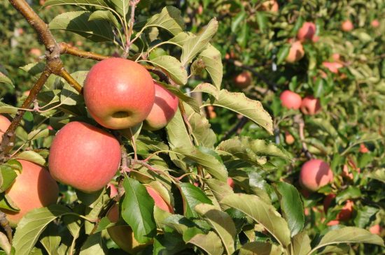 Правила и сроки посадки яблонь осенью на Урале
