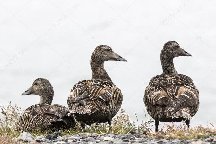 depositphotos_80626800-stock-photo-three-female-eider-ducks (700x466, 53Kb)
