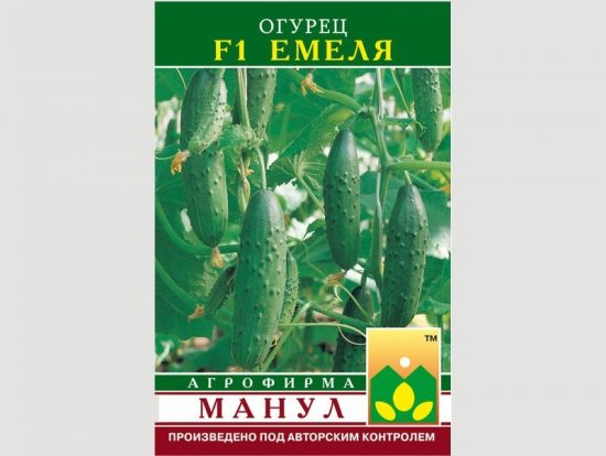 Огурцы «Емеля f1»: описание сорта, уход и урожайность