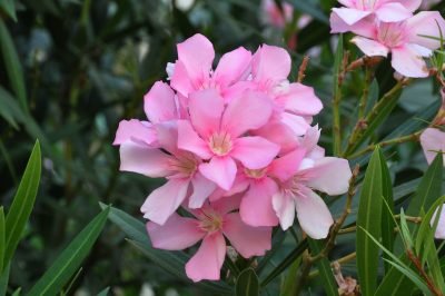 Цветок Олеандр: выращивание в домашних условиях, посадка и уход, размножение