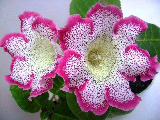 Цветок глоксиния: выращивание и уход за в домашних условиях, пересадка и размножение