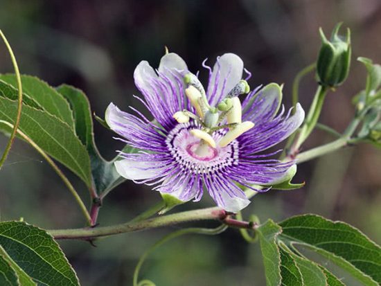 Цветок Пассифлора: виды и сорта, посадка и уход в домашних условиях, фото