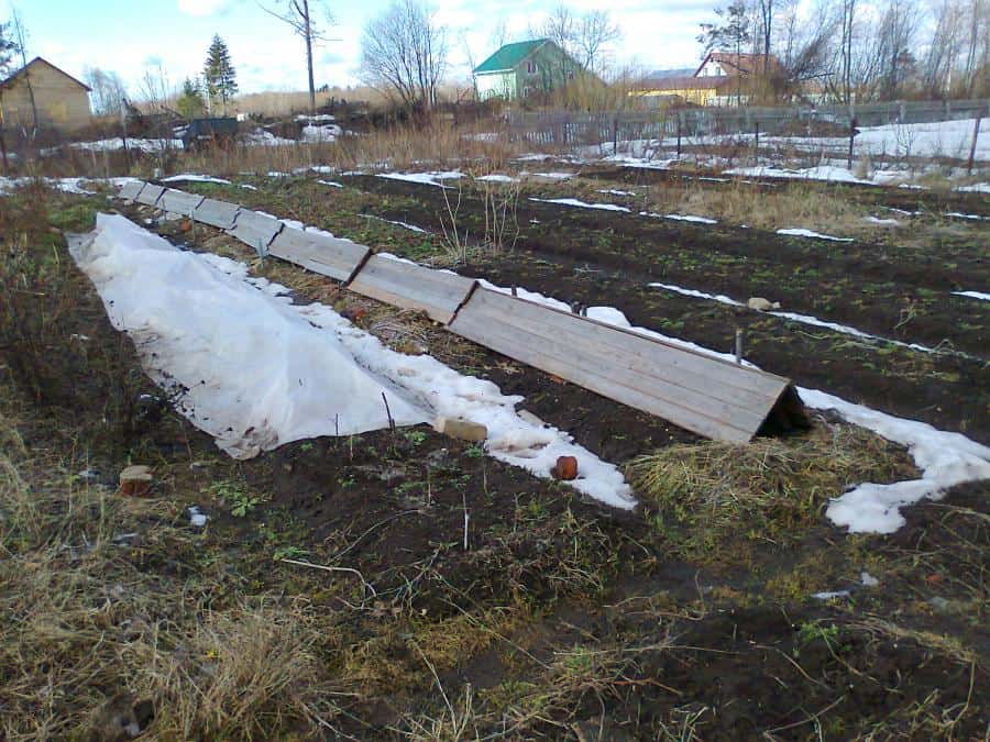 Как укрывать виноград на зиму в средней полосе России