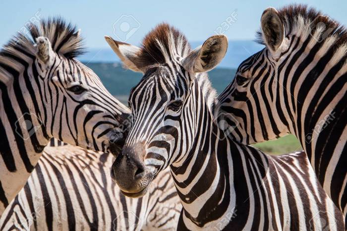 123858566-plains-zebra-equus-quagga-animals-standing-with-their-faces-close-together-close-up-portrait-of-thre (700x466, 66Kb)