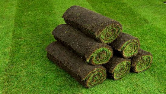 Газонная трава в рулонах: какие бывают виды, как выбрать, уход в домашних условиях