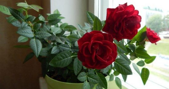 Сорта комнатной розы