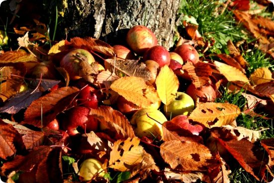 Уход за яблоней осенью и правильная подготовка к зиме
