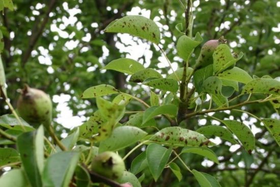 Почему чернеют листья на груше: меры борьбы и профилактики