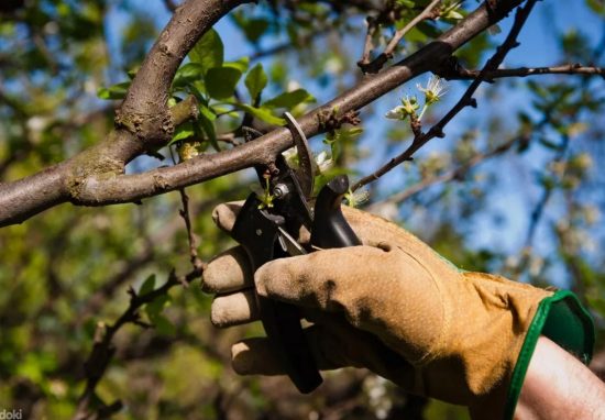 Как правильно и когда обрезать плодовые деревья