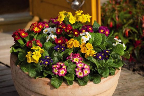 Цветок Сенполия: виды и сорта, посадка и уход в домашних условиях, фото