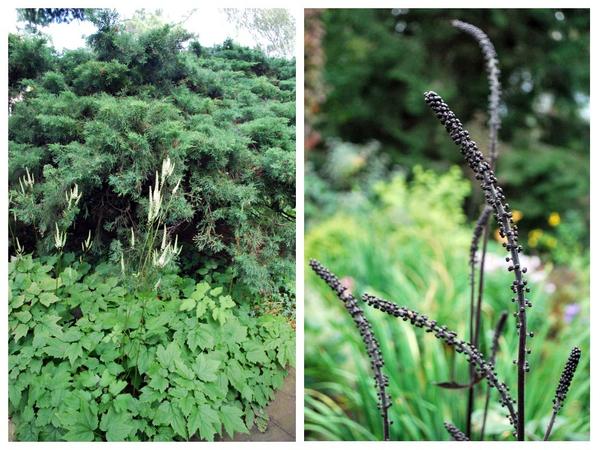 Слева - Cimicifuga racemosa var.cordifolia, справа - Cimicifuga simplex &#39;Brunette&#39; в бутонах