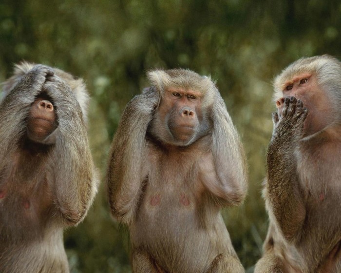 3-monkeys-funny--2048x2560 (700x560, 87Kb)
