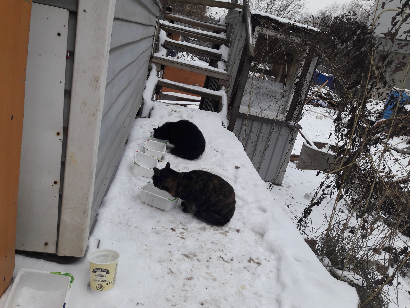 Картинки по запросу коты на даче зимой