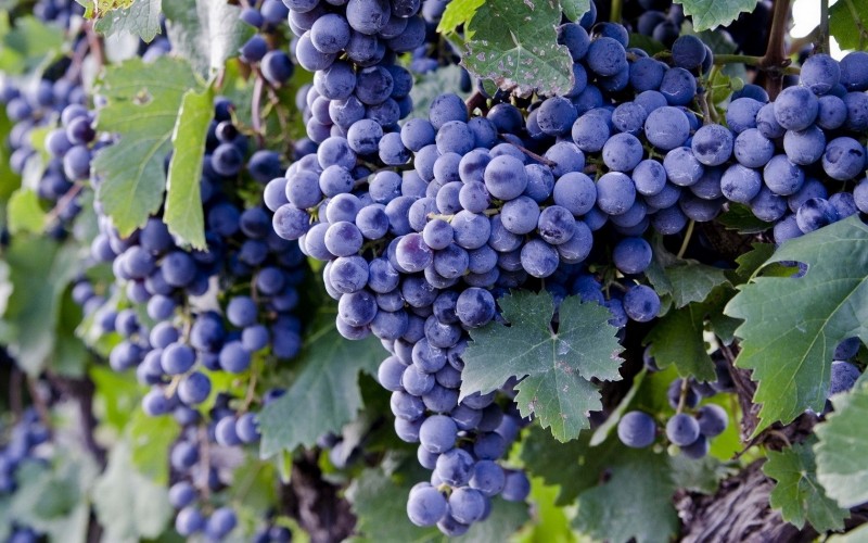 Как ухаживать за виноградом во второй и последующие годы 0