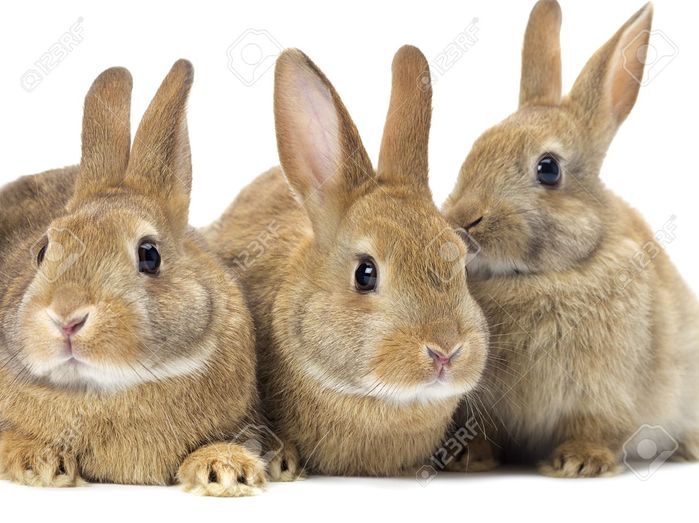 16973229-the-three-brown-bunny-rabbits (700x523, 65Kb)
