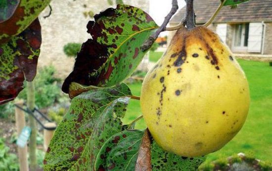 Почему чернеют плоды груши на дереве: меры борьбы и профилактики