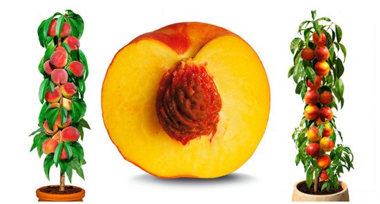 Колоновидные персики: лучшие сорта с фото и описанием