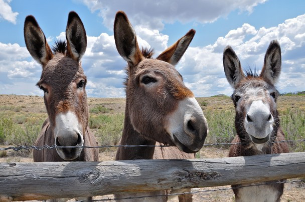 three-donkeys (608x403, 89Kb)