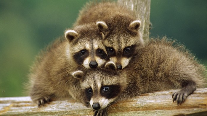 www.GetBg.net_Animals___Rodents_Three_little_raccoon_055980_ (700x393, 75Kb)