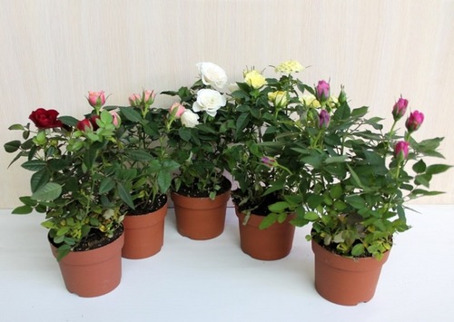 Комнатная роза: посадка и уход в домашних условиях, особенности выращивания