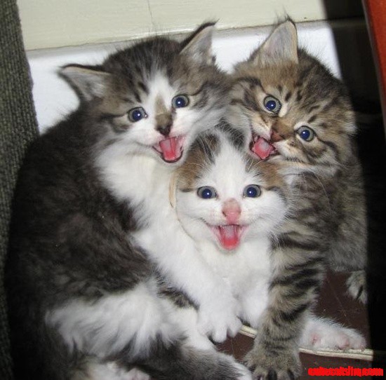 3-adorable-kittens (550x542, 72Kb)