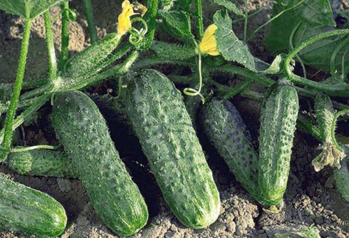 Гибрид огурца «Сатина f1»: устойчивость и урожайность сорта
