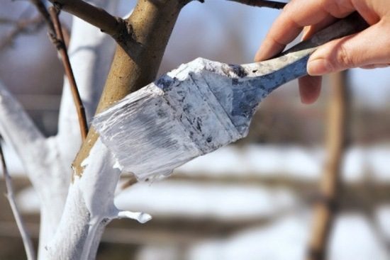 Подготовка груши к зиме в средней полосе и других регионах России