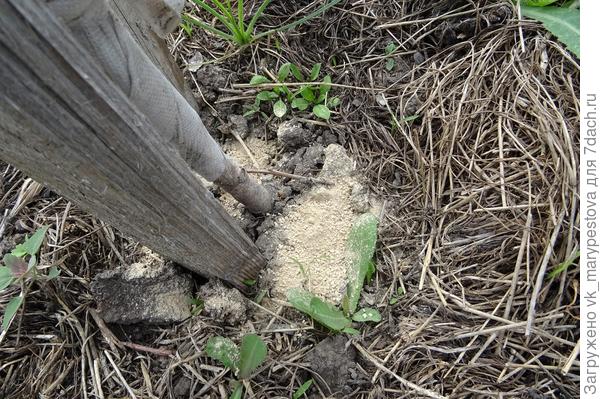 Экологичный секрет — муравьев на деревьях больше нет!