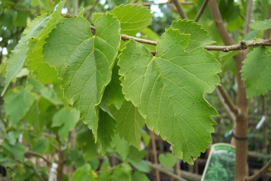 Чем полезны листья шелковицы, как принимать при сахарном диабете