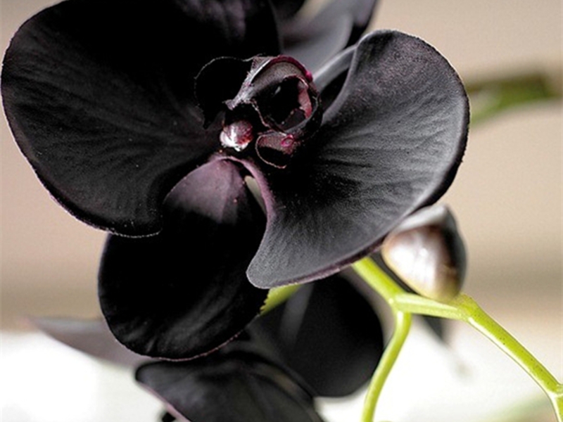 Картинки по запросу черная орхидея