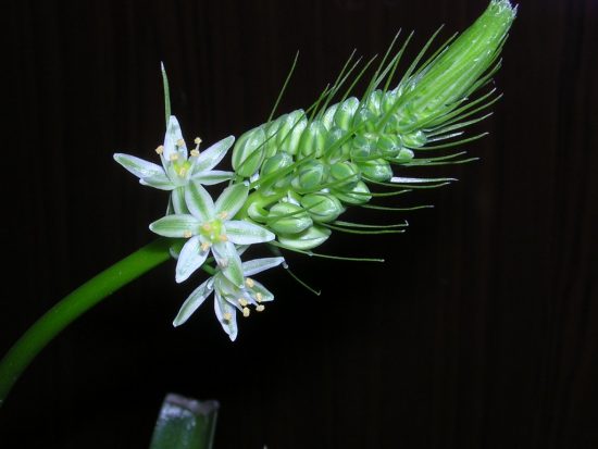 Цветок Птицемлечник: лечебные свойства, уход и размножение в домашних условиях