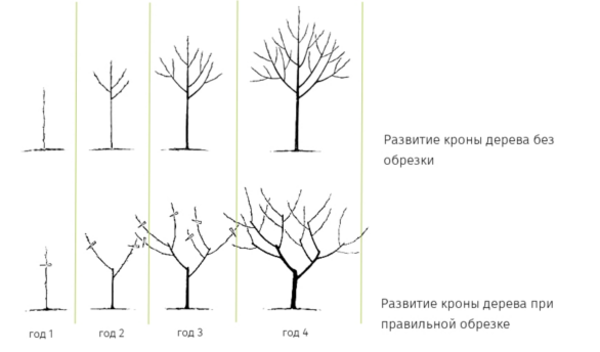 Схема обрезки деревьев весной для начинающих