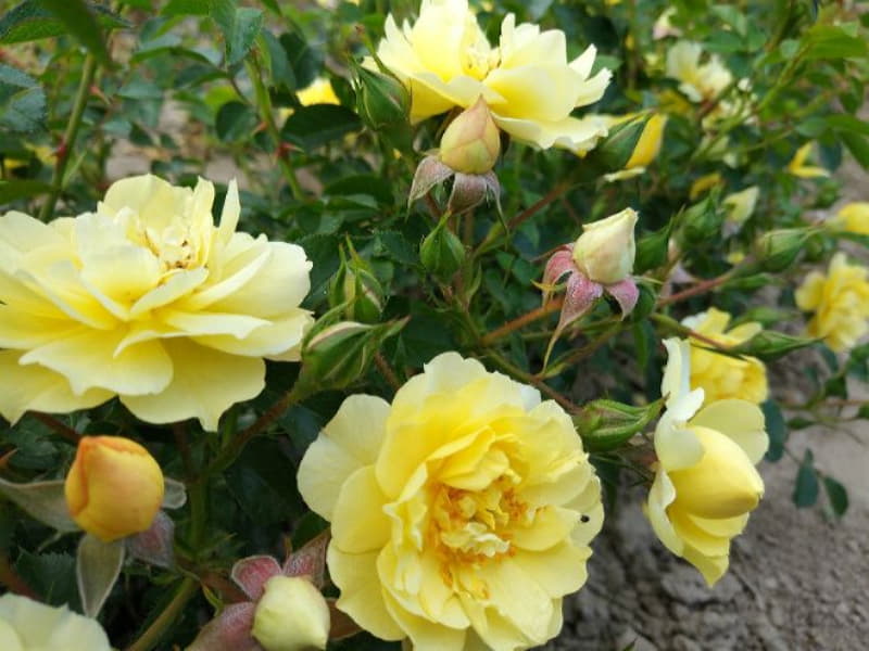 Желтые розы – как правильно сажать, ухаживать и сочетать в ландшафтном дизайне
