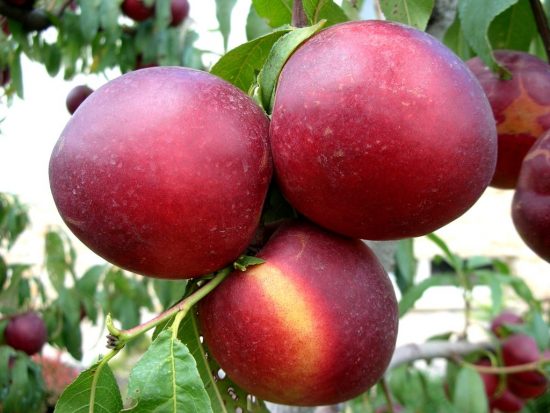 Лучшие самоплодные и морозоустойчивые сорта персиков выращиваемые в России