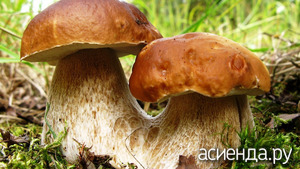 Какие грибы считаются самыми полезными?