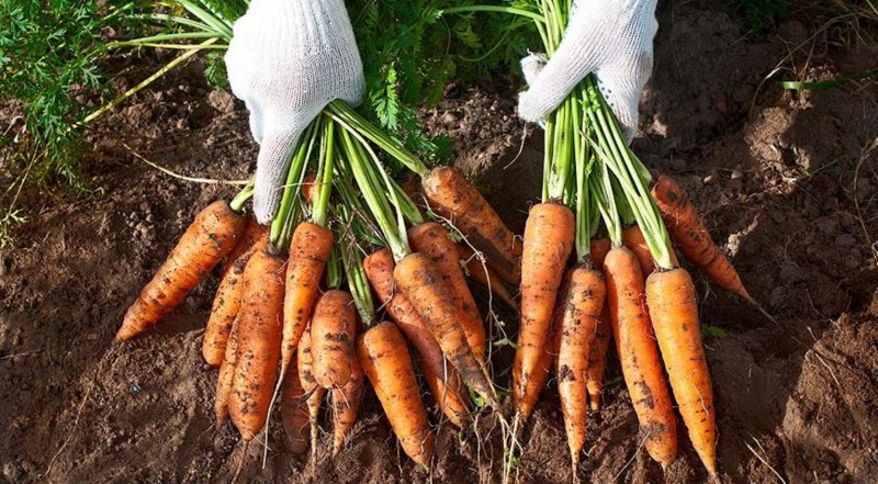Семь лучших ранних сортов морковки 0