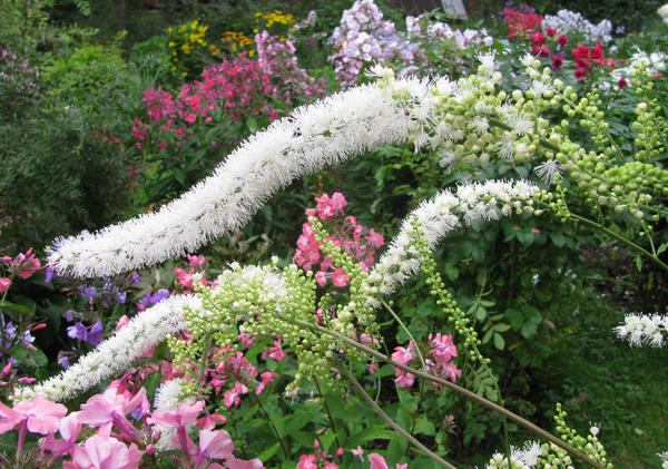 Вид на сад сквозь соцветия клопогона кистистого
