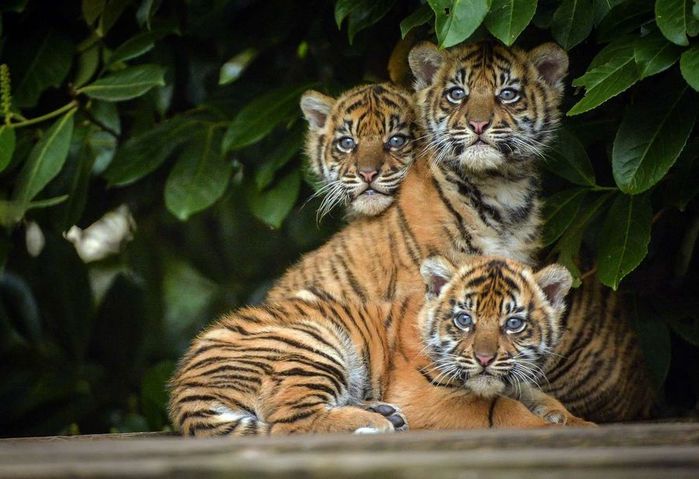 The-three-cubs-together-after-their-check-ups-1 (700x479, 62Kb)
