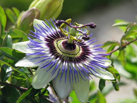 Цветок Пассифлора: виды и сорта, посадка и уход в домашних условиях, фото