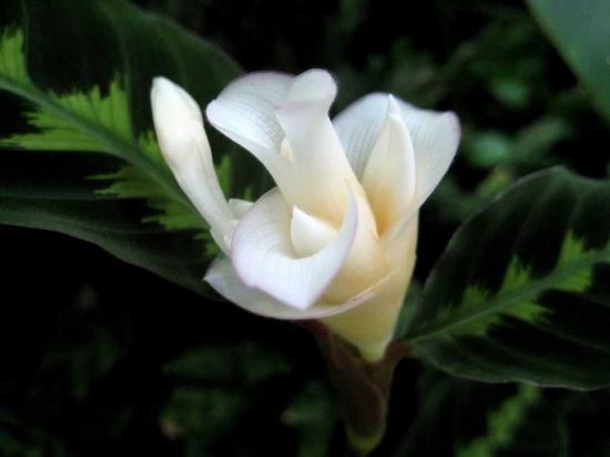 Цветок Калатея: виды и сорта, посадка и уход в домашних условиях, фото