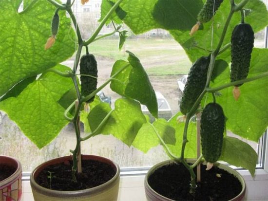 Гибридный сорт огурцов «Берендей f1»: богатый урожай на балконе, окне и лоджии